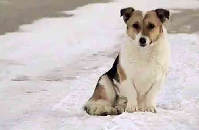 Petit chiens abandonné sibérien qui attend ses maîtres dans le froid.