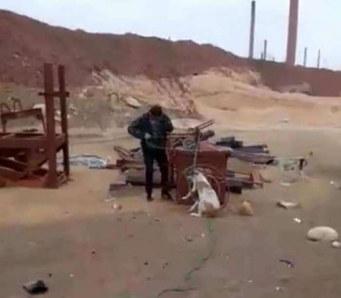 En Egypte des chiens errants sont capturés, découpés et mangés.