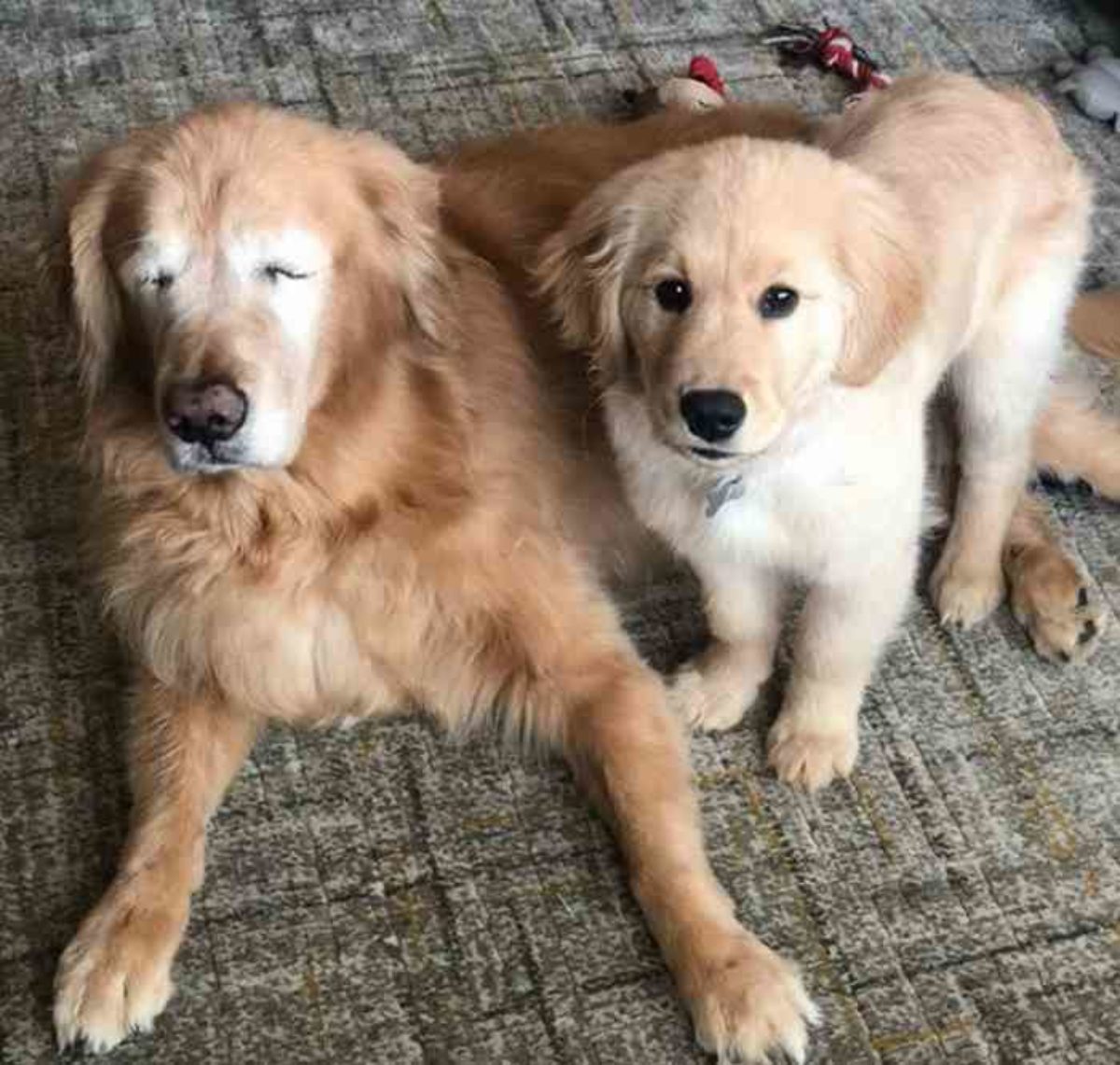 encontre golden retriever