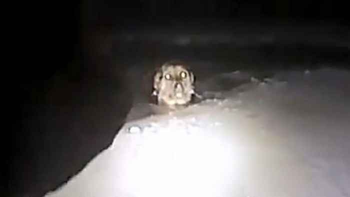 Un chien tombé dans un canal gelé est sauvé par un courageux policier.