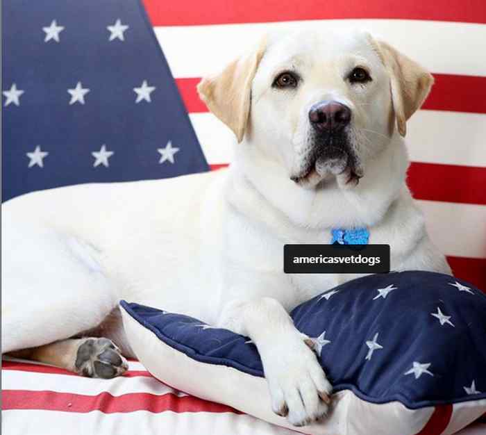 Sully, le chien de Georges Bush senior aidera les vétérans à se réinsérer.
