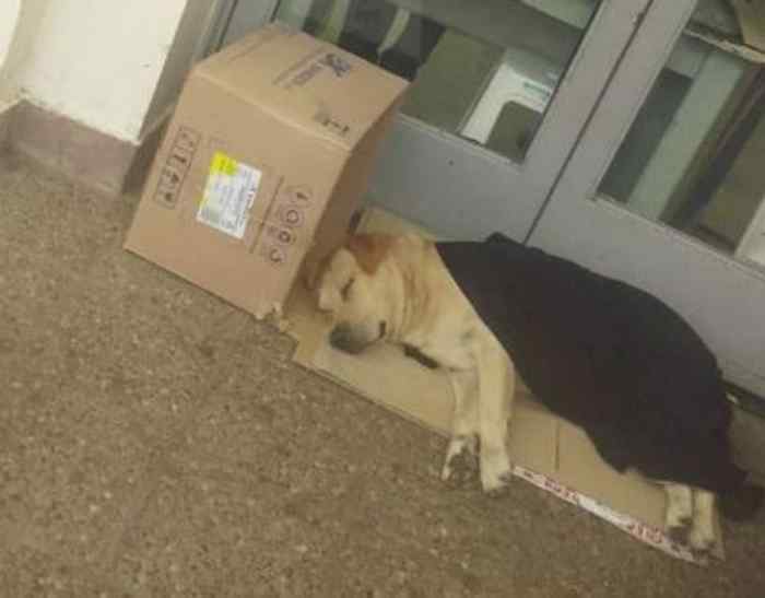 Toto attend son maître allongé sur un carton devant l'hôpital