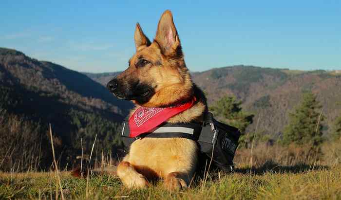 Le premier chien guide est un berger allemand.