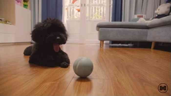 Wicked Ball la balle intelligente qui joue avec les chiens et les 