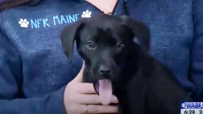 Il adopte un chien sourd comme lui, ils communiquent en