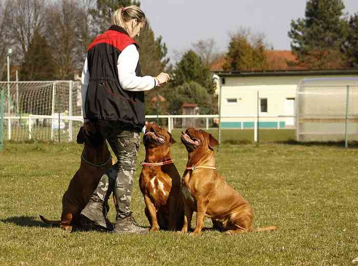 L'éducateur canin le professionnel qui vous aide à éduquer votre chien