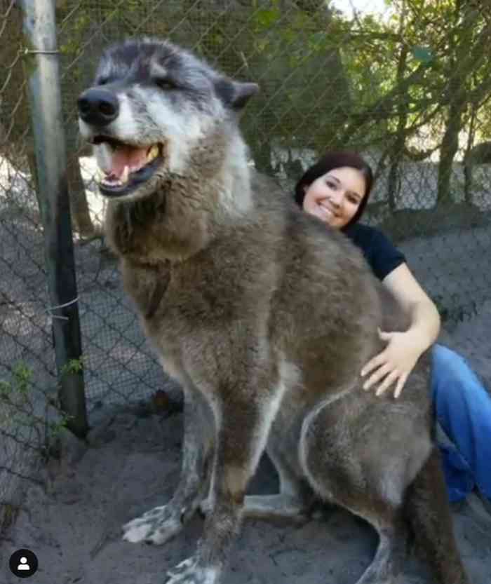 Yuki le chien-loup géant sauvé de la maltraitance