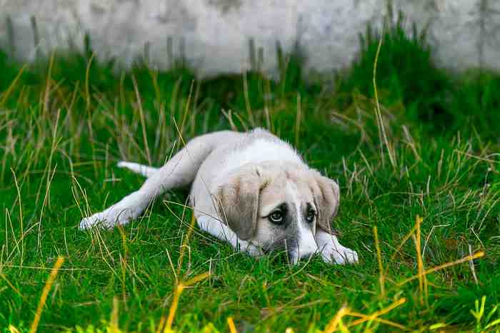 Comment calmer un chien anxieux ?  Le blog canin d'Easydogs