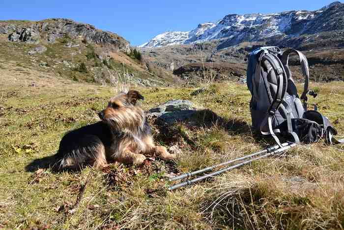 Les précaution à prendre pour la randonnée en montagne avec son chien