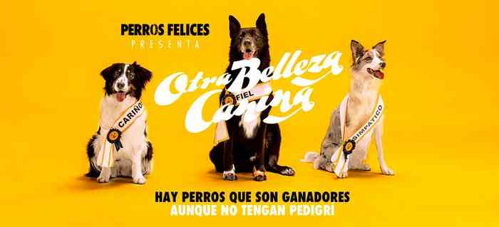 Programme d'adoption de chiens abandonnés soutenu par FIAT Espagne