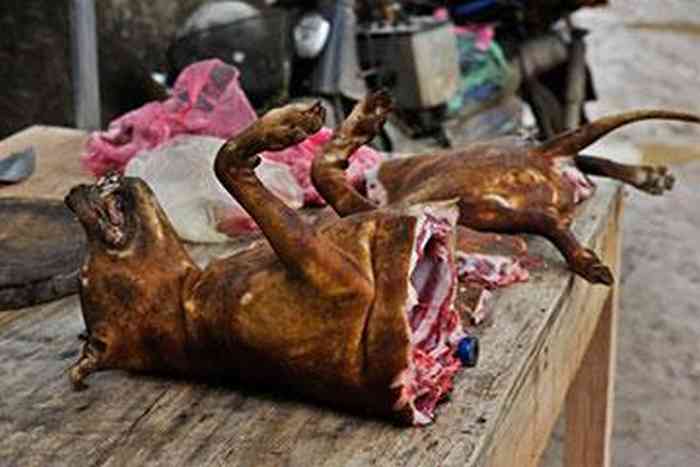 Viande de chiens très prisée en chine au Yulin Dog Meat Festival