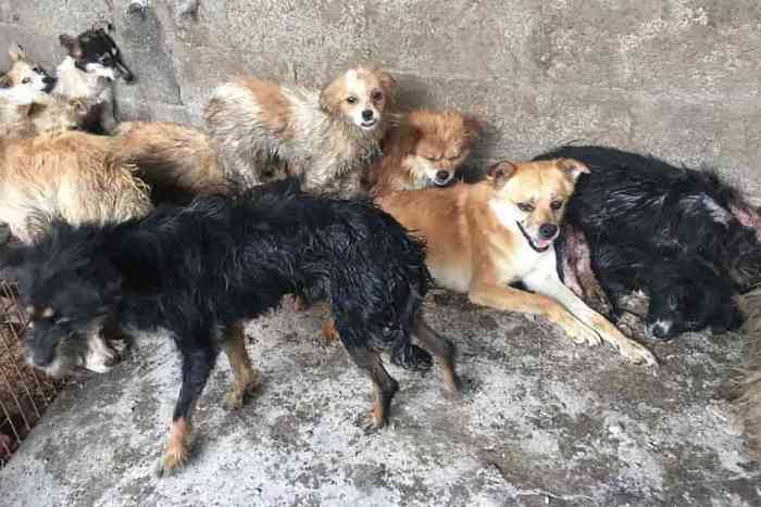 62 chiens sauvés du Yulin Dog Meat Festival