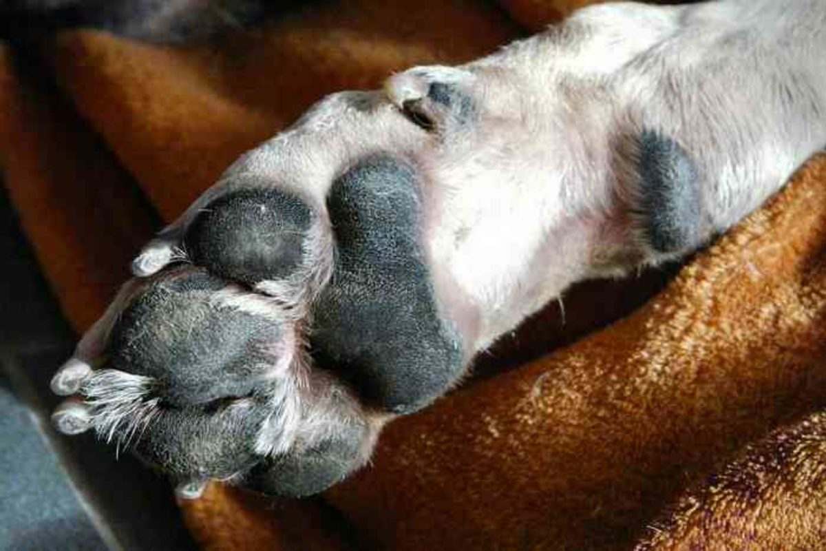 Pourquoi Le Chien Se Leche T Il Toujours Les Pattes Causes Et Remedes A Ce Probleme
