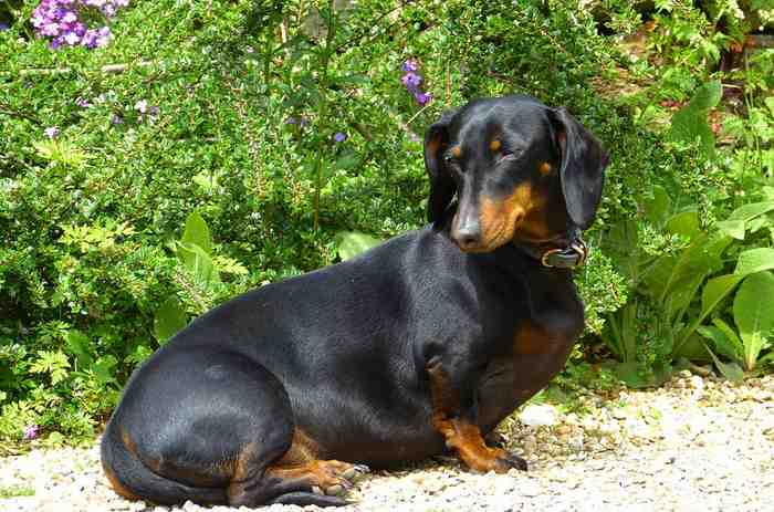 Donner De L Huile D Olive A Son Chien Bonne Ou Mauvaise Idee