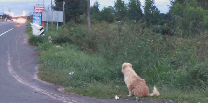 Le chien attend ses maîtres durant 4 ans sur le bord de la route