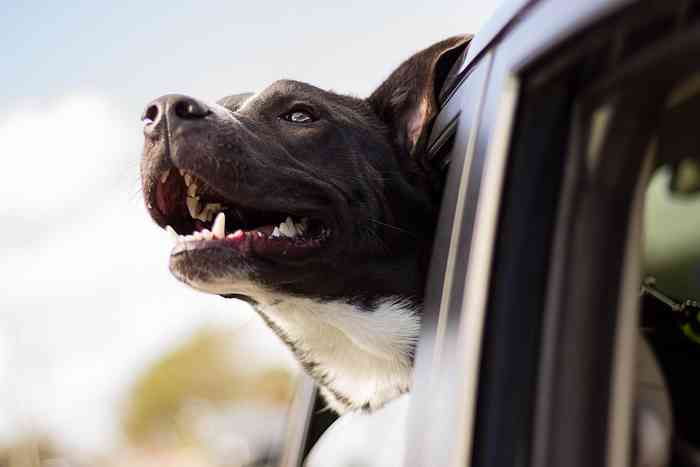 Laisser son chien libre en voiture est une pratique risquée et stressante.
