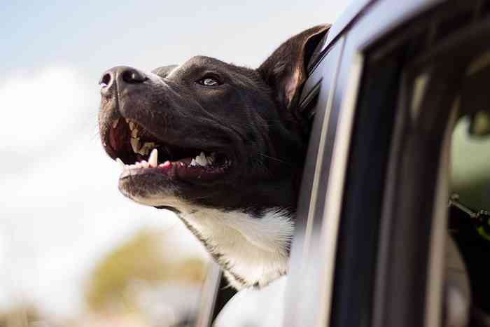 Laisser son chien libre en voiture est une pratique risquée et stressante.