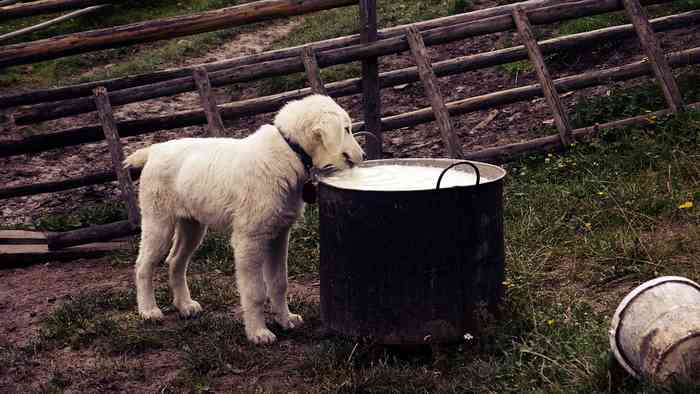 Le lait fait-il du bien aux chiens?
