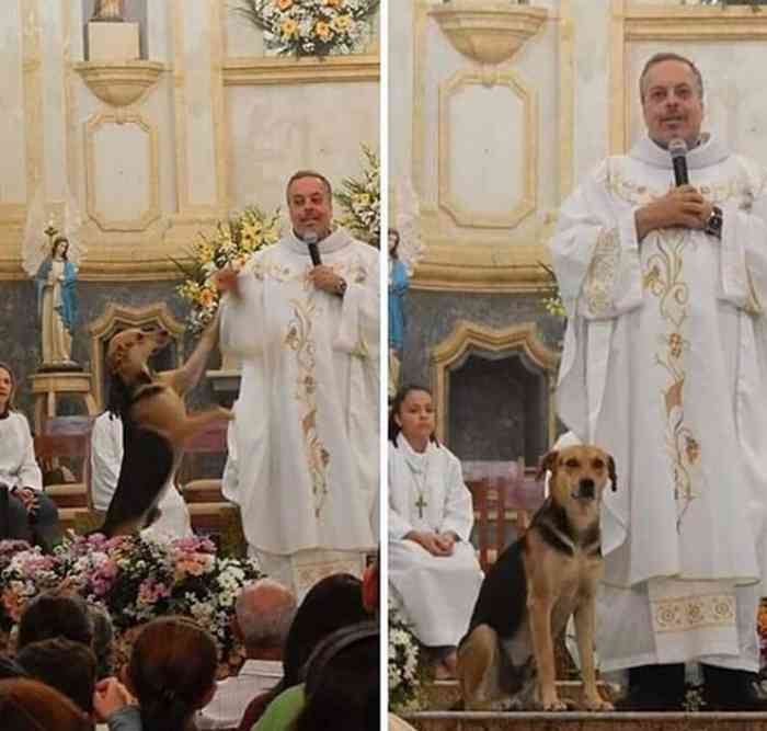 Ce curé met des chiens abandonnés à l'adoption durant son office religieux