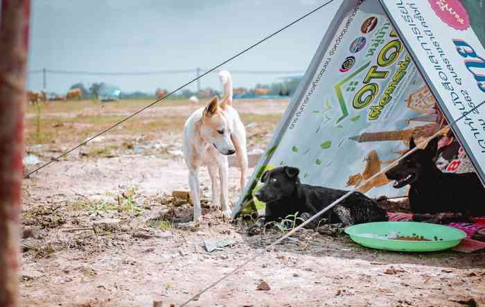 Refuge pour chiens victimes des inondations