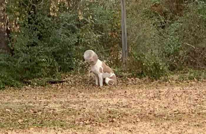 Un chien piégé par un seau en plastique