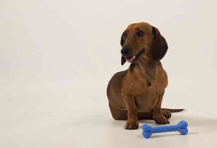 Smartosso l'os pour chien intelligent qui surveille sa santé