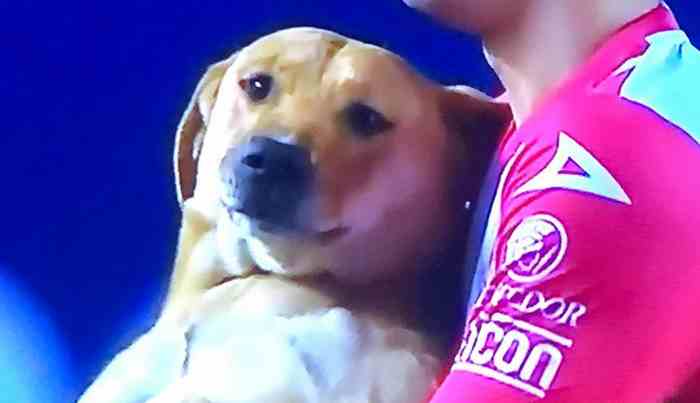 Ce chien a été adopté par l'équipe de foot de l'Atletico San Luis