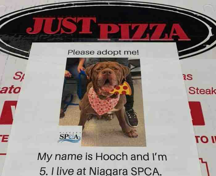 Flyer de chien à adopter sur une boite de pizza.
