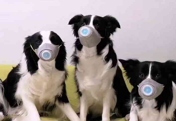 Les masques chirurgicaux ffp2 de protection pour chiens font leur apparition sur la toile