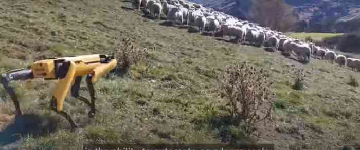 Les moutons gardés par Spot le chien robot