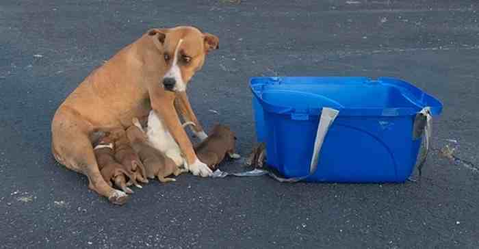 Une petite chienne et ses 9 chiots abandonnés sur le parking d'une église