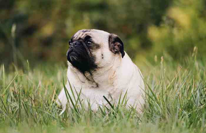 Le chien devient obèse avec un maître obèse