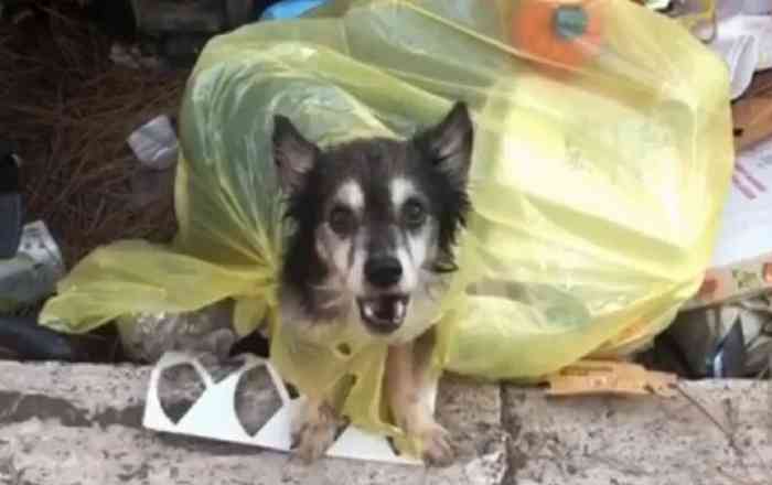Spilo le chien sauvé de la benne à ordures