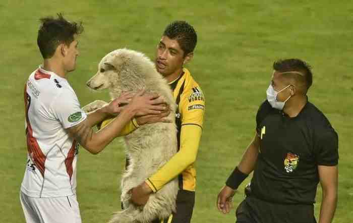 Le footbaleur bolivien Raul Castro adopte un chien sur le terrain