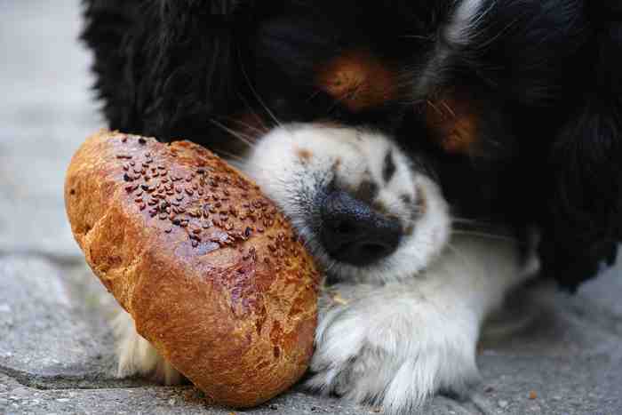 L'excès de sel dans l'alimentation du chien
