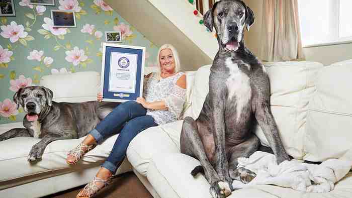 Le plus grand chien du monde est mort en GB