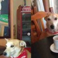 Photos instagram de Corchito le chien argentin