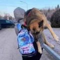 Une femme fuit l'Ukraine avec son chien âgé sur le dos