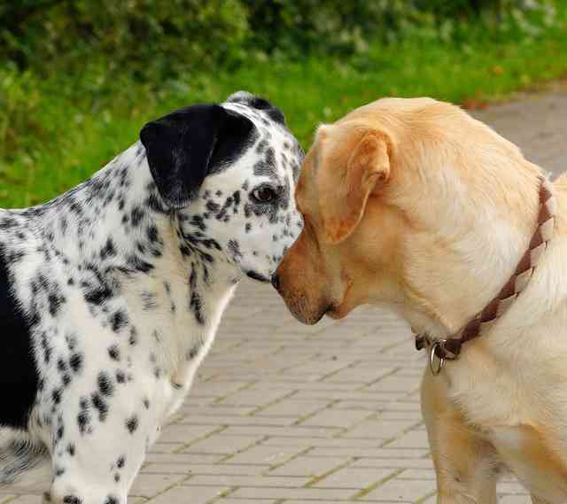 Bagarre entre chiens