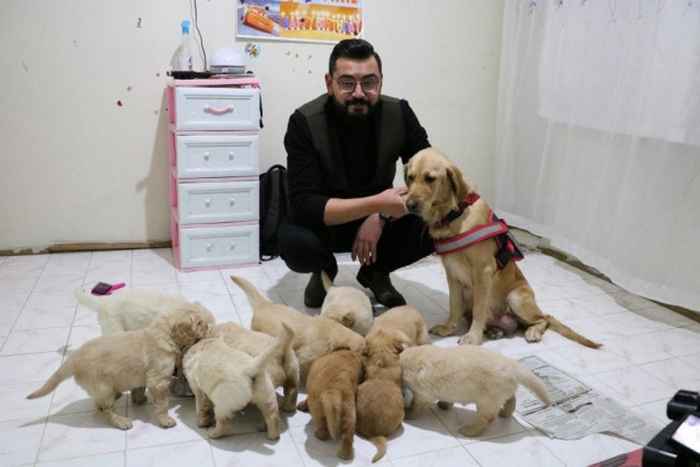 Femelle Golden Retriever et ses chiots