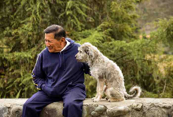 Chiens de vieux japonais