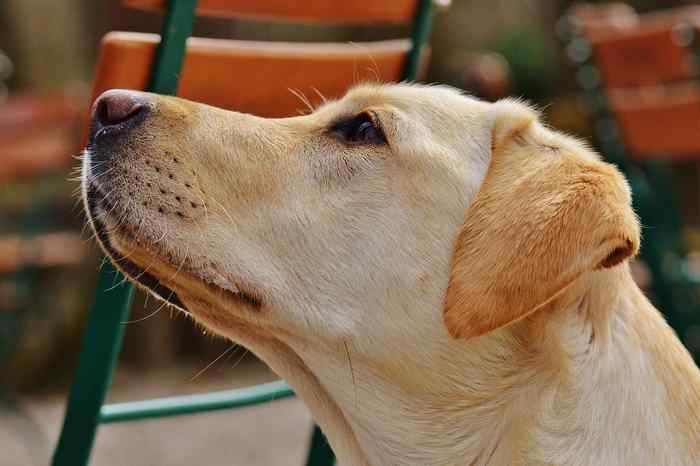 Chiens détecteur d'insuline