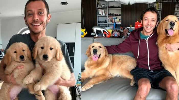 Les Golden Retrievers de Valentino Rossi