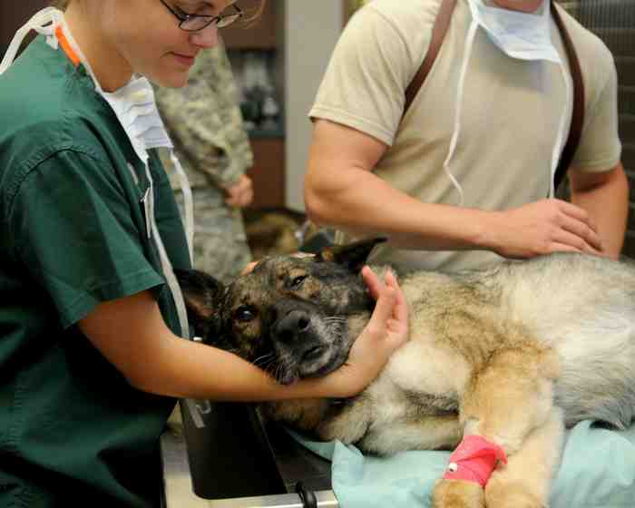 Fort taux de suicide chez les vétérinaires américains
