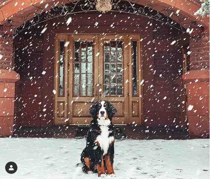 A Aspen un bouvier Bernois concierge d'un établissement de luxe.