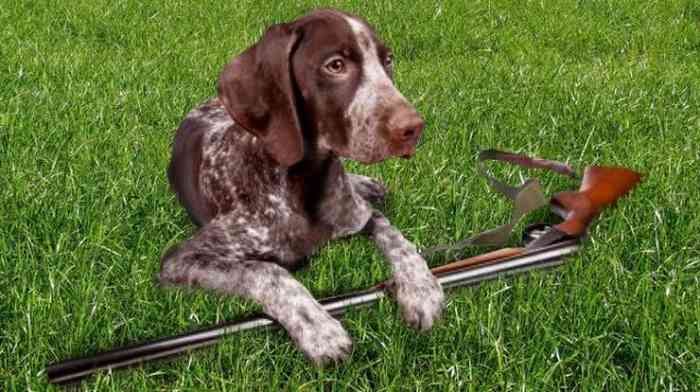 Le chien de chasse tire sur son maître.