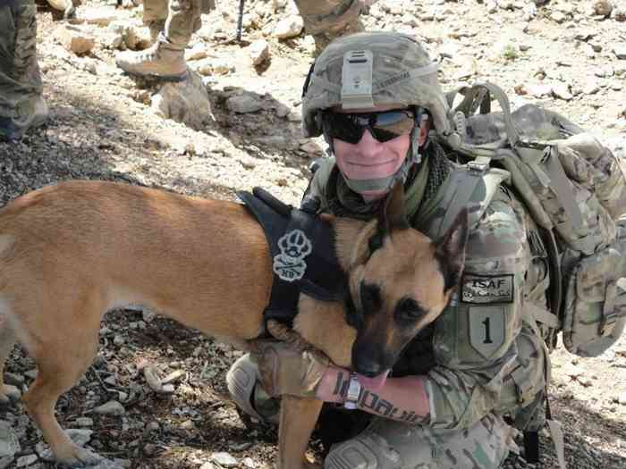 Berger malinois démineur en Afghanistan avec son maître