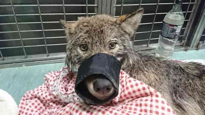 Le chien sauvé des eaux s'avère être un loup