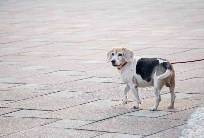 Chien à Téhéran