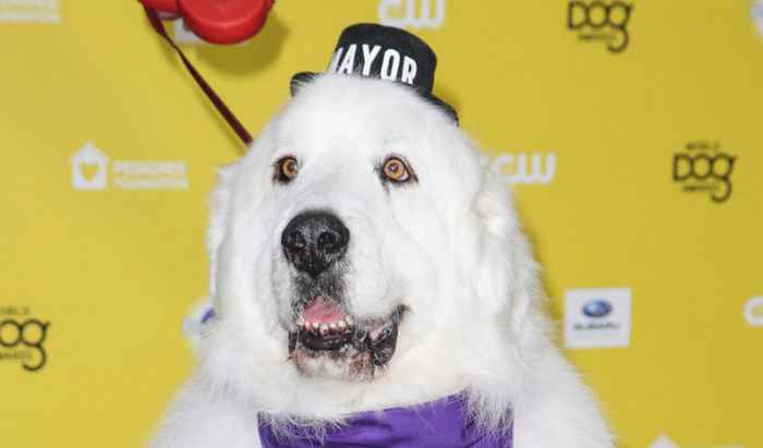 Duke le chien maire de Cormorant dans le Minnesota